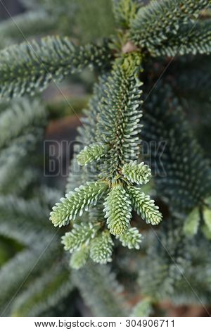 Blue Noble Fir - Latin Name - Abies Procera Glauca