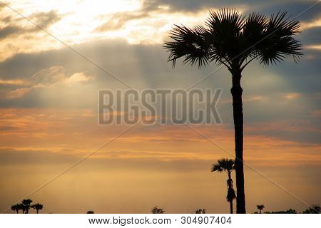 Evening Weather, Golden Cloud And Sky With Silhouette Sugar Palm Trees In The Field. Sun Light Are S