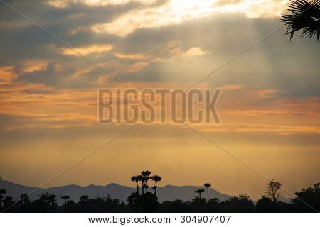 Evening Weather, Golden Cloud And Sky With Silhouette Sugar Palm Trees In The Field. Sun Light Are S