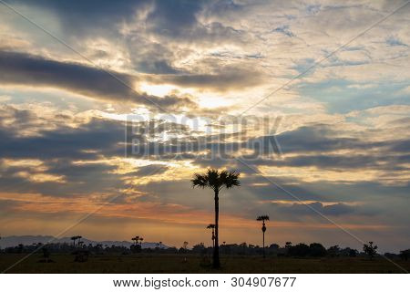 Evening Weather, Golden Cloud And Sky With Silhouette Sugar Palm Trees In The Field. Sun Light Are S