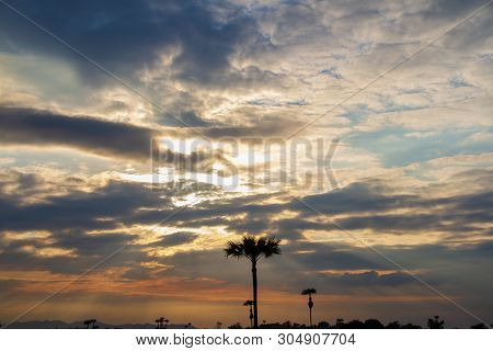 Evening Weather In The Field, Golden Cloud And Sky With Silhouette Sugar Palm Trees. Sun Light Are S
