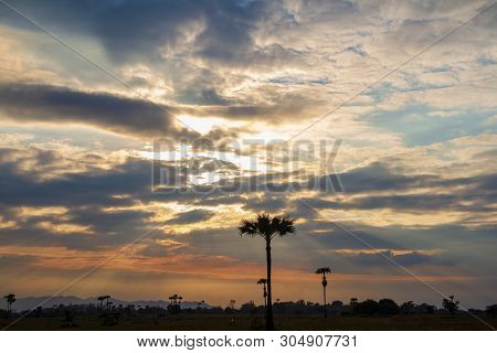 Evening Weather In The Field, Golden Cloud And Sky With Silhouette Sugar Palm Trees. Sun Light Are S