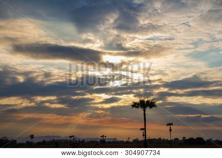 Evening Weather, Golden Cloud And Sky With Silhouette Sugar Palm Trees In The Field. Sun Light Are S