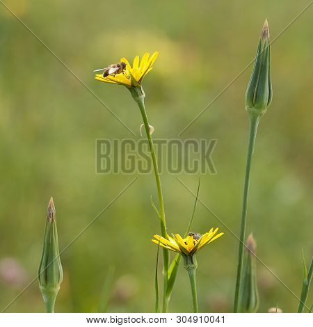 Funny Flies Sit On The Tragopоgon Yellow Flowers