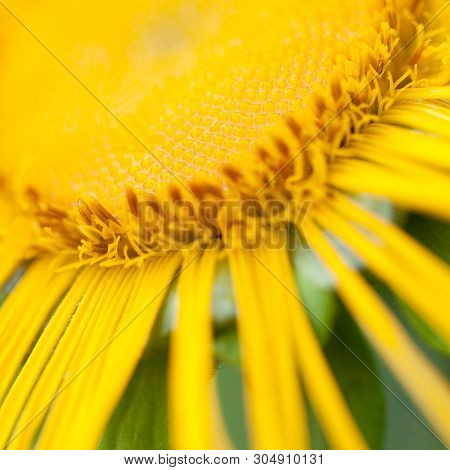 Beautiful Bright Yellow Elecampane
