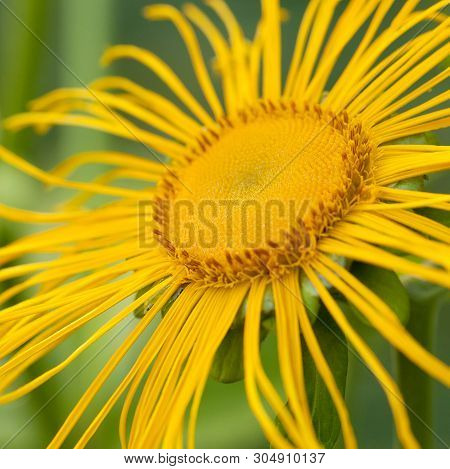 Bright Yellow Sunny Flower Horse-heal