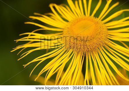 Yellow Elecampane