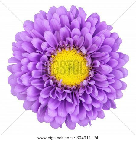 Beautiful Chrysanthemum (chrysantheme) Isolated On White Background. Germany