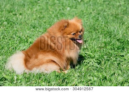 Cute Pomeranian Spitz Puppy Is Sitting On A Spring Meadow. Deutscher Spitz Or Zwergspitz.