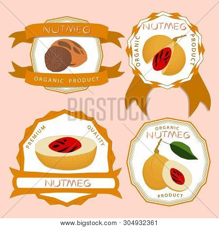 Illustration On Theme Big Set Different Types Spice Nutmeg, Nuts Various Size. Nutmeg Pattern Consis