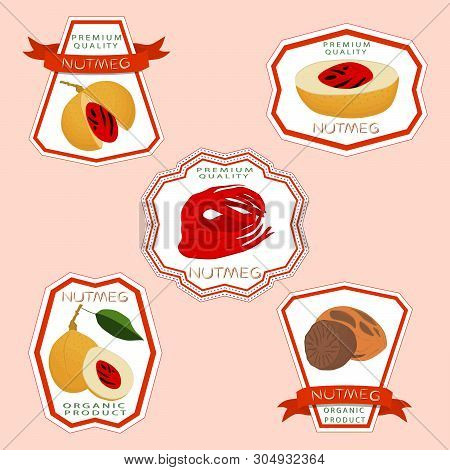 Illustration On Theme Big Set Different Types Spice Nutmeg, Nuts Various Size. Nutmeg Pattern Consis