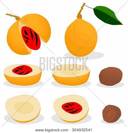 Illustration On Theme Big Set Different Types Spice Nutmeg, Nuts Various Size. Nutmeg Pattern Consis