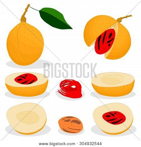 Illustration On Theme Big Set Different Types Spice Nutmeg, Nuts Various Size. Nutmeg Pattern Consis