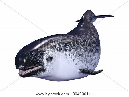 3D Rendering Female Narwhal On White
