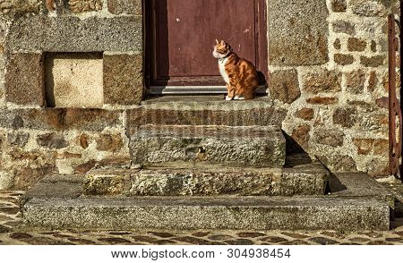 Close up of a cat on the stairs in “Cour Marie du Rocher” courtyard in the medieval town of Domfront, France