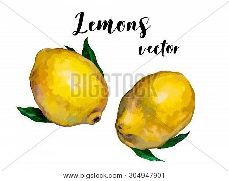 The lemons set for your design. Vector illustration.
