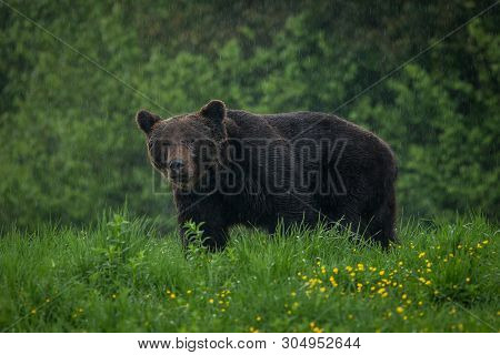 Wildlife Scene From Poland Nature.  Dangerous Animal In Nature Forest And Meadow Habitat. Brown Bear