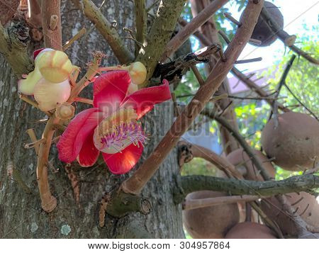Sal Flower And Big Tree On Park At Outdoor.