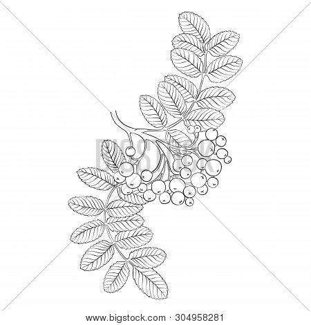 Vector Drawing Branch Of Rowan Tree With Leaves And Berries, Hand Drawn Illustration