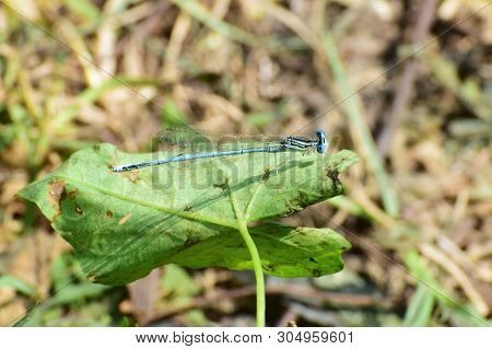 Closeup Of A Summer Blue Male Dragonfly Platycnemis Pennipes On A Green Leaf In The Foothills Of The
