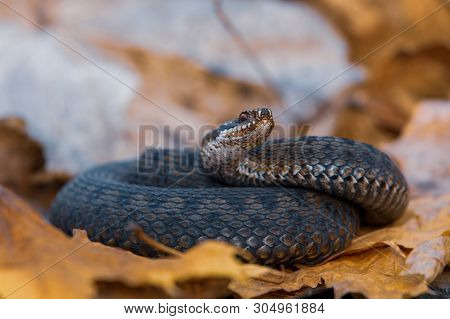 Grass Snake Natrix Natrix Close-up Czech Republic