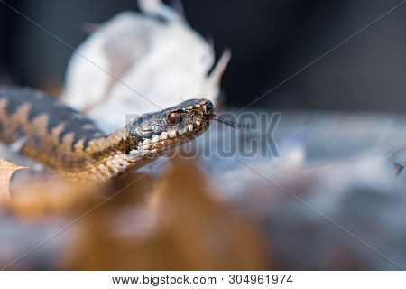 Grass Snake Natrix Natrix Close-up Czech Republic