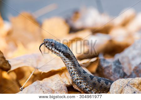 Grass Snake Natrix Natrix Close-up Czech Republic