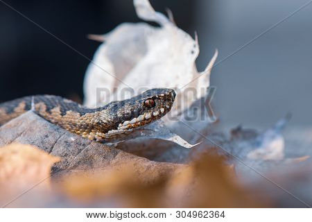 Grass Snake Natrix Natrix Close-up Czech Republic