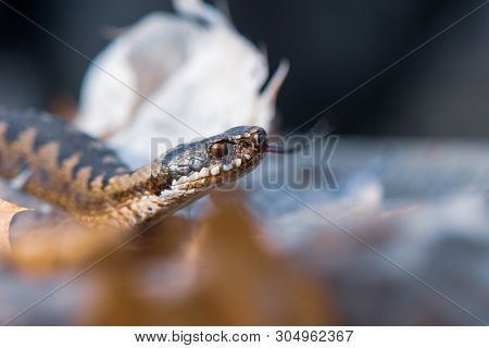 Grass Snake Natrix Natrix Close-up Czech Republic