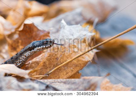 Grass Snake Natrix Natrix Close-up Czech Republic