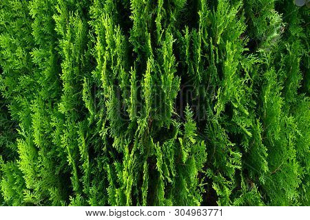 Closeup Of Green Leaves Of Thuja Trees. Green Thuja Occidentalis Columna Texture Macro. Evergreen Co