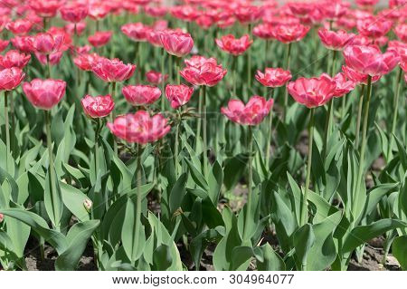 Pink Tulips Vertical Background, Horizontal Banner. Colorful Rose Tulips In The Flower Garden, Arbor