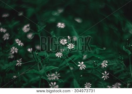 Small White Flowers Blooming Stellaria Holostea, Chickweed, Stitchwort In The Forest And Meadow On A