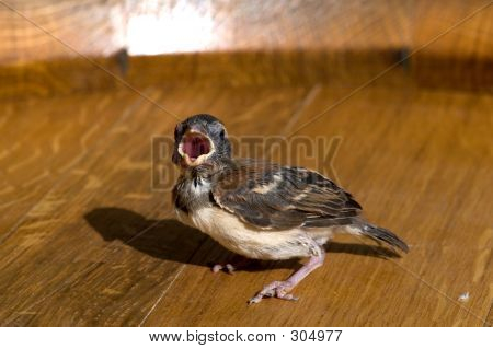 Bebek ispinozu