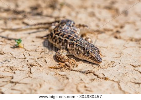 Steppe Runner Lizard Or Eremias Arguta On Dry Ground Close