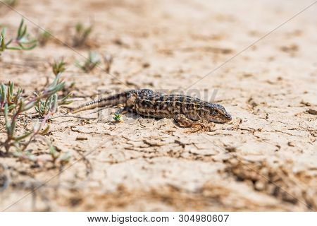 Steppe Runner Lizard Or Eremias Arguta On Dry Ground Close