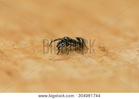 Jumping Spider (salticus Scenicus) On Wood Background. High Resolution Photo. Full Depth Of Field.