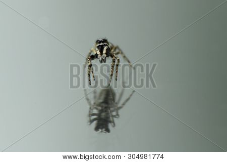 Jumping Spider (salticus Scenicus) On Mirror Background. High Resolution Photo. Full Depth Of Field.