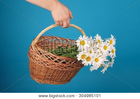 Сhamomile Flowers In The Wicker Basket In Hand On Blue Background