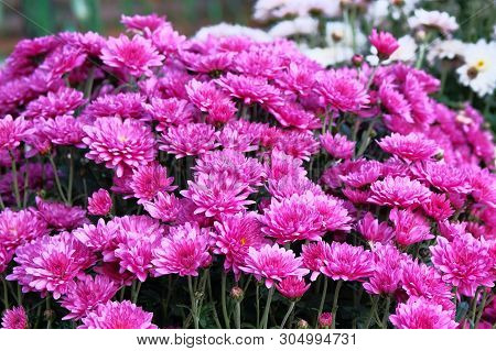 Bouquet Of Bright Purple Chrysanthemum Flowers. Chrysanthemum (hardy Mums) Flowers In Botanical Gard