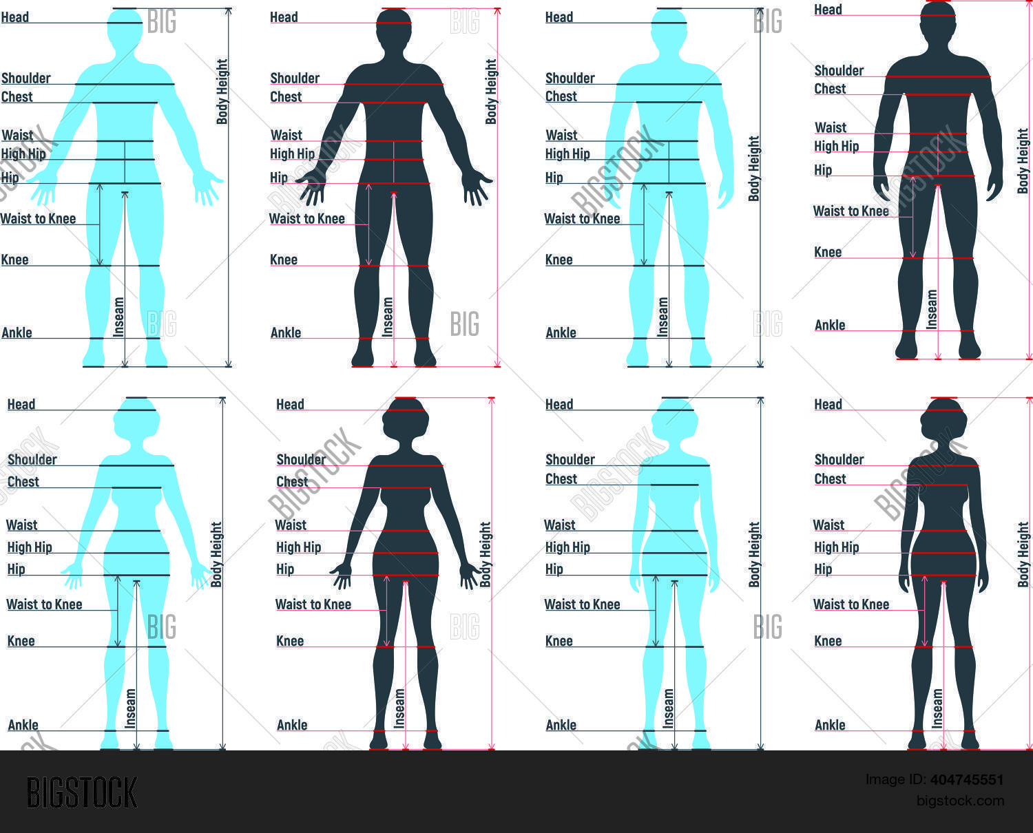 Female Male Size Vector & Photo (Free Trial) Bigstock
