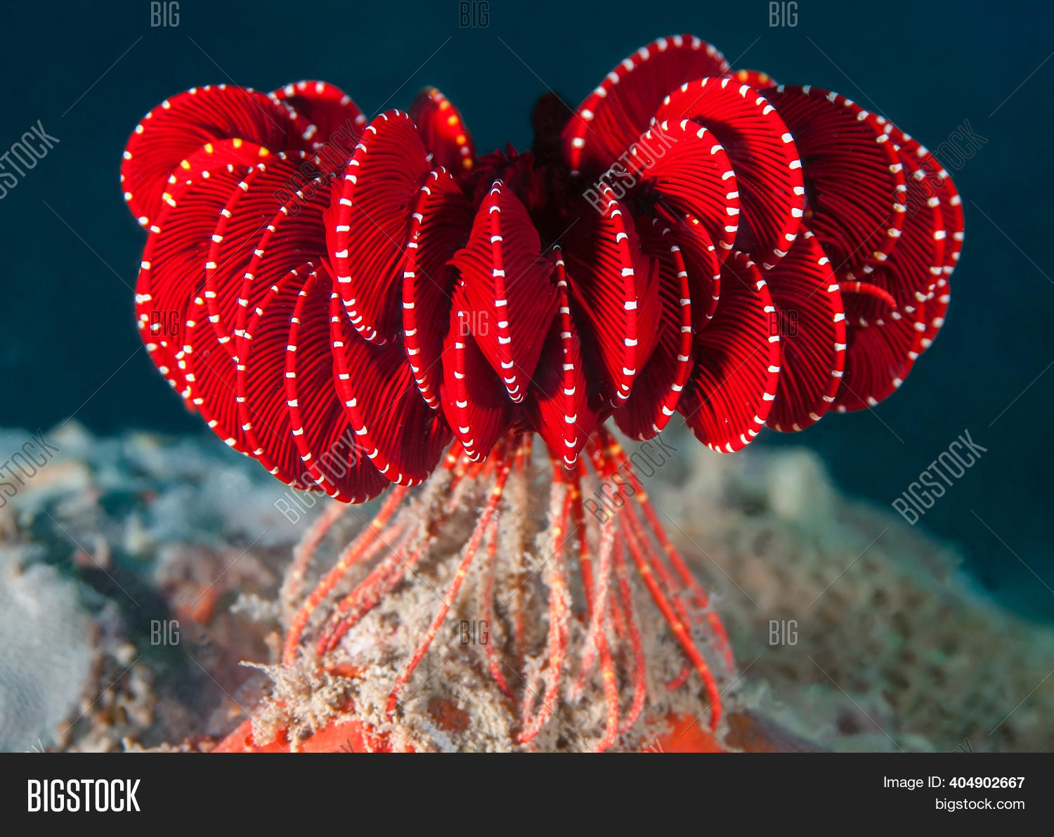 Bright Red Sea Lily ( Image & Photo (Free Trial) Bigstock