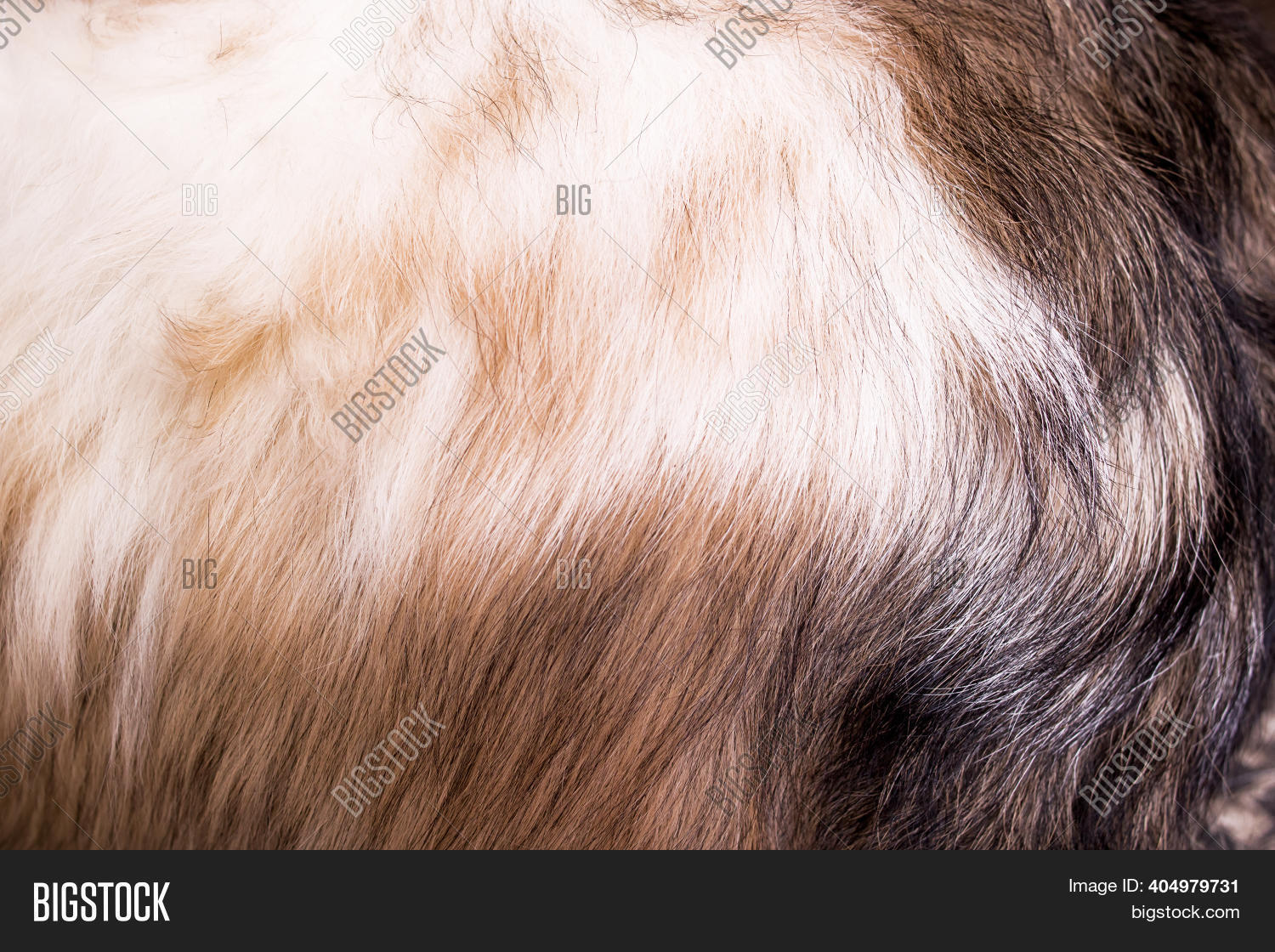 Black White Animal Fur Image & Photo (Free Trial) | Bigstock