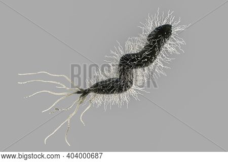 Helicobacter Pylori, Bacterium Colonizing Stomach And Associated With Gastric And Duodenal Ulcer, 3d