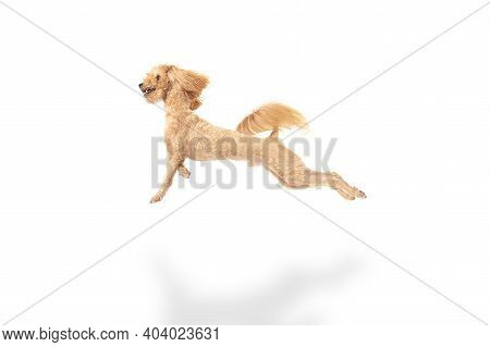 Beautiful Dog Posing Isolated Over White Background. Copyspace For Ad.