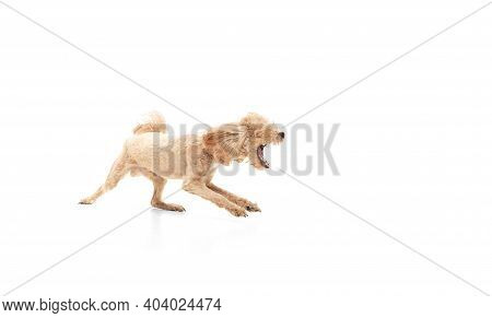 Small Cute Dog Posing Isolated Over White Background. Copyspace For Ad.