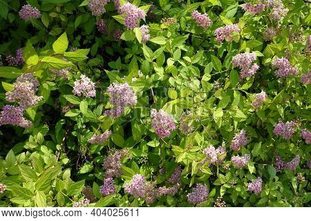 Light Pink Flowers Of Japanese Meadowsweet In June