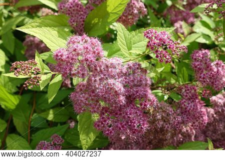 Multiple Pink Flowers Of Japanese Meadowsweet In June