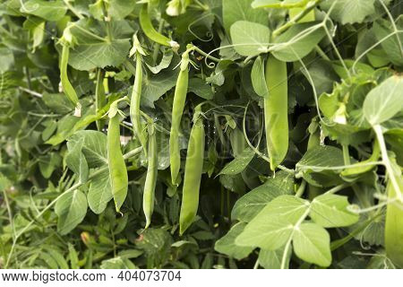 Green Peas Grow In The Garden. Beautiful Close Up Of Green Fresh Peas And Pea Pods. Healthy Food. Se