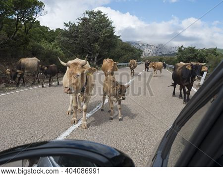 Close Up Herd Of Cows With Calfs Walking In The Middle Of The Asphalt Road Viewed From Driver Car Wi